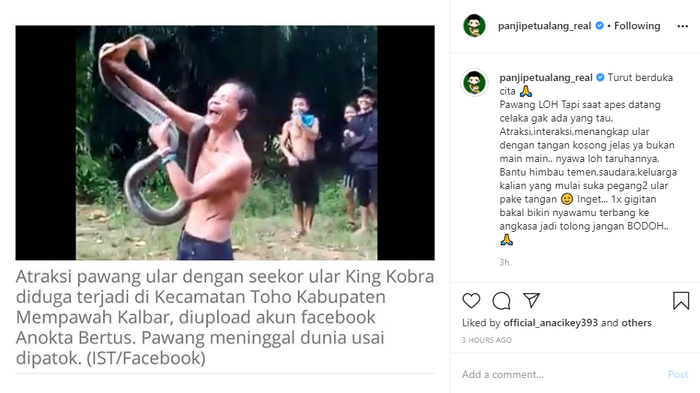 Geger Pawang Ular Di Kalbar Tewas Setelah Dipatuk King Kobra