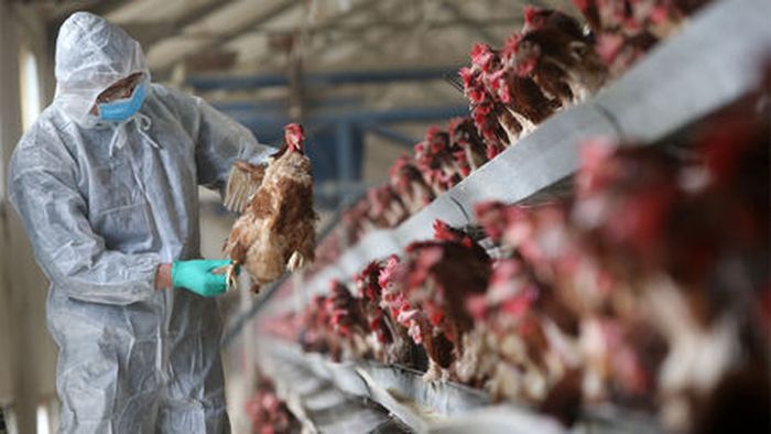 Warga <a href='https://pontianak.tribunnews.com/tag/china' title='China'>China</a> digegrkan isu flu burung