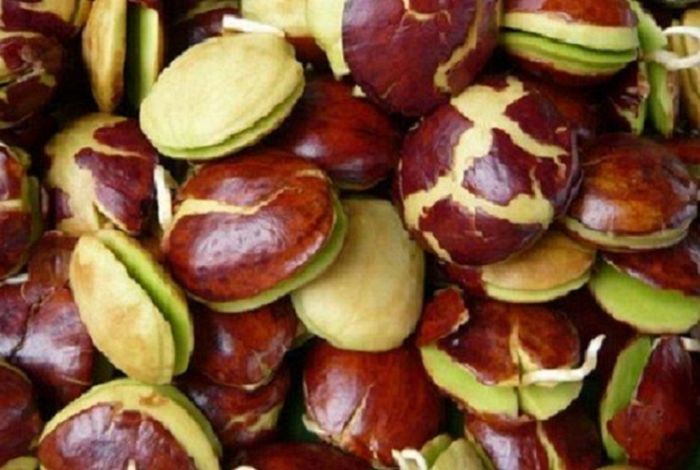 Dibalik manfaatnya yang banyak, siapa sangka konsumsi jengkol ternyata bisa picu hal mengerikan ini pada tubuh! 