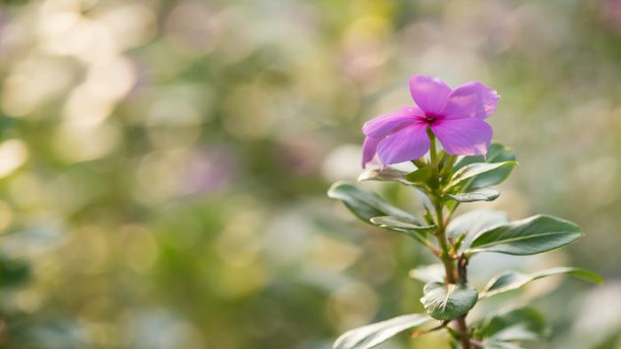 Enggak Perlu Ragu Rutin Minum Air Rendaman Tapak Dara Bisa Usir