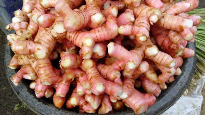 Enggak Perlu Obat Kimia, Cuma Minum Ramuan Lengkuas Ini Bisa Sembuhkan Penyakit yang Bikin Tulang dan Sendi Sakit Bukan Main!