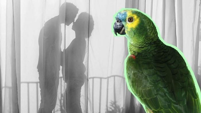 Perselingkuhan terungkap karena kicauan burung beo (ilustrasi popgrid.id)
