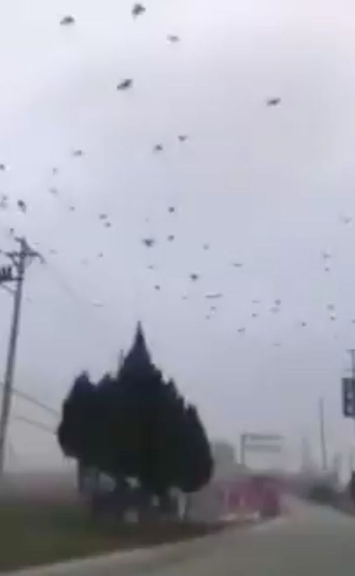 Beredar Rekaman Mengerikan Ribuan Burung Gagak Terbang Di Atas