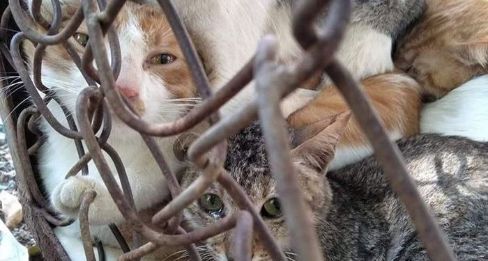 Tukang daging di China Dituduh Merebus Kucing Hidup-hidup