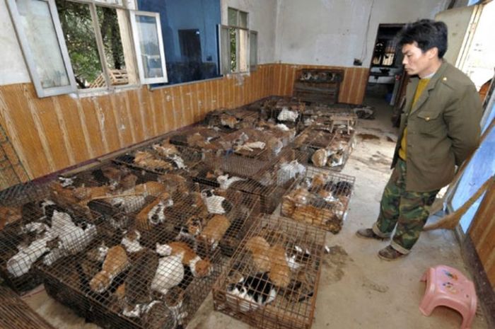 Tukang daging di Cina Dituduh Merebus Kucing Hidup-hidup