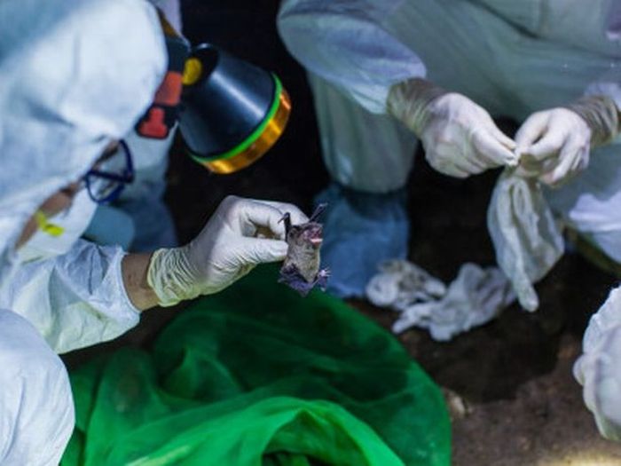 Jauh sebelum wabah menyerang mereka telah menemukan dua jenis virus berbeda.