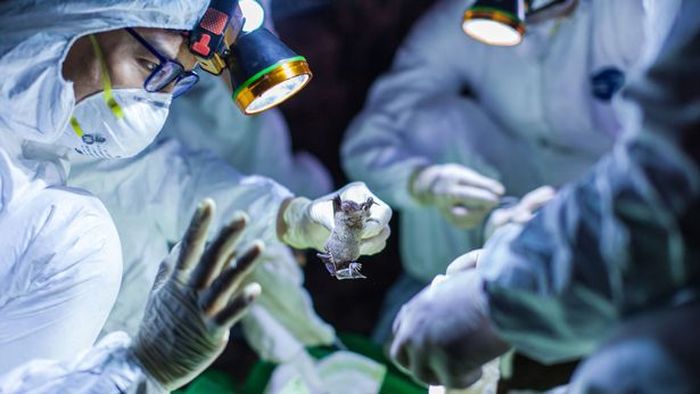 Salah satu virus tersebut diduga memiliki kemiripan dengan virus asal Wuhan tersebut.