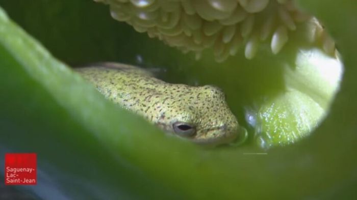 Katak hijau dalam paprika