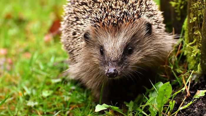 Selain Musang Madu, 5 Hewan Ini Juga Tidak Takut Melawan Ular Berbisa