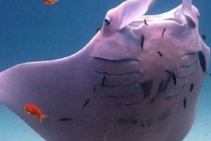 Ikan Pari Berkembang Biak Dengan Cara Melahirkan Dan Bertelur Contoh Hewan Ovovivipar Semua Halaman Fotokita