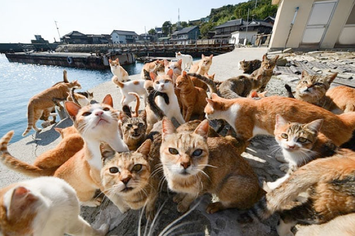 (ilustrasi kucing)