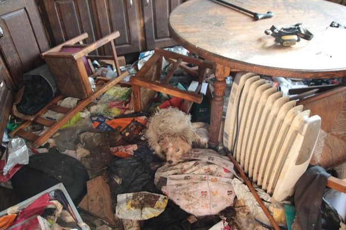 Mengerikan, 51 Binatang Termasuk Anjing, Kucing, dan Kuda ...
