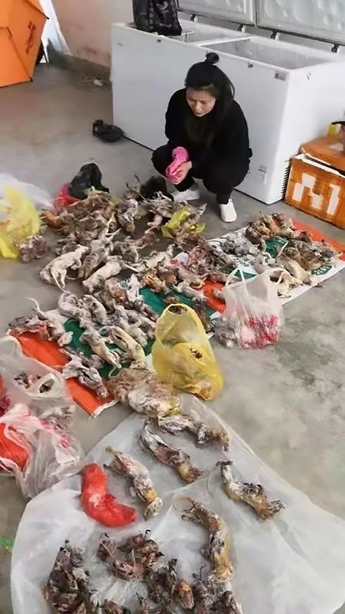 Bangkai hewan eksotis yang berhasil diamankan oleh polisi (Daily Star)