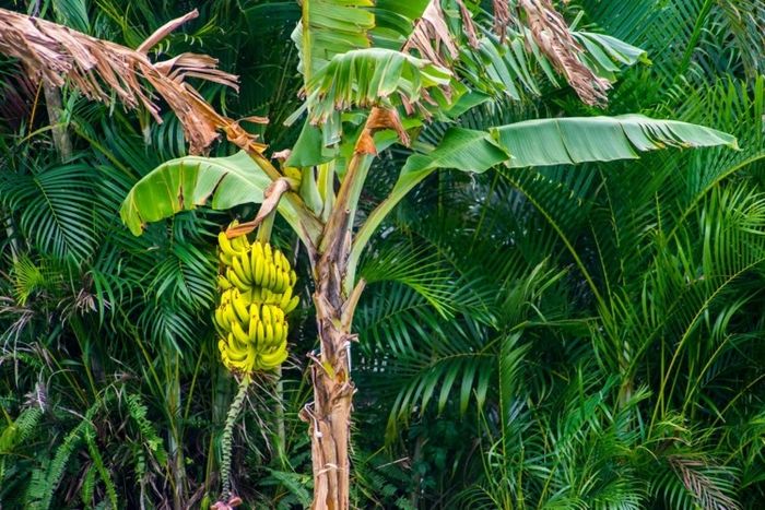 Pohon pisang