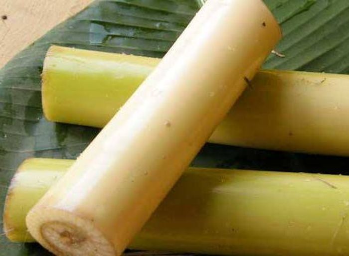 5 Manfaat Konsumsi Batang Pohon Pisang, Dari Cegah Batu Ginjal hingga
