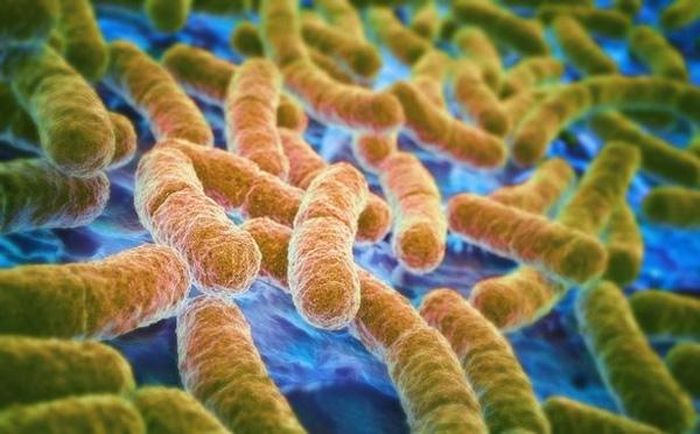 Ilustrasi bakteri E.Coli