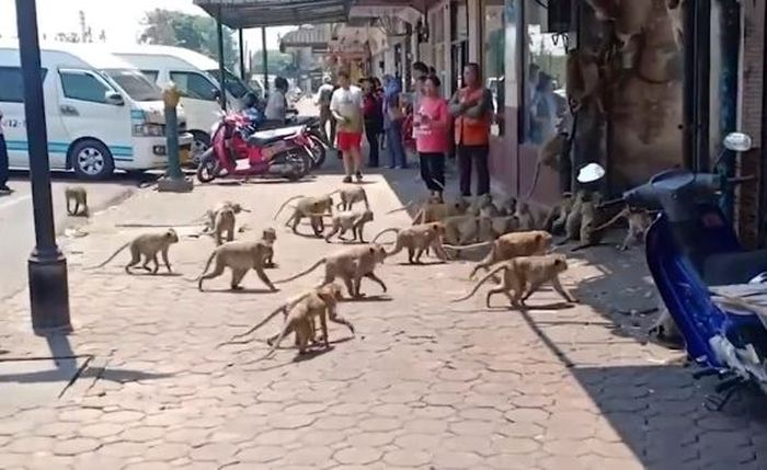Monyet kelaparan karena turis yang mengunjungi tempat itu menurun setelah virus corona.