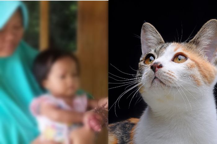 Hati-hati Pelihara Kucing, Jari Bocah 4 Bulan di Sragen Bengkak dan Terancam Diamputasi Gegara Kutu Kucing, Ibu: Racun Bekas Gigitan Kutu Kucing Tidak Bisa Terurai