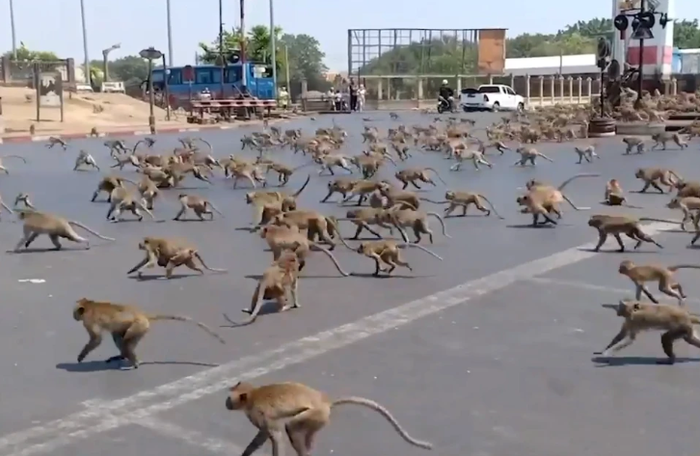 Ratusan monyet menyerbu kota Lopburi di Thailand untuk cari makan.