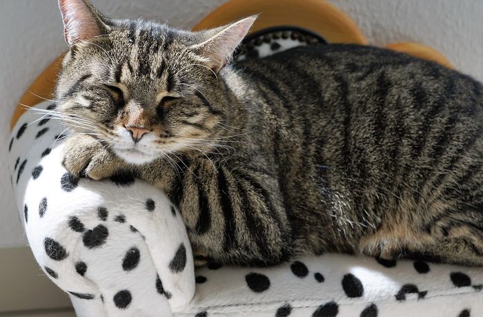 Berbagai Hewan dengan Cara Tidur yang Unik, Ada yang Tidur dengan Mata