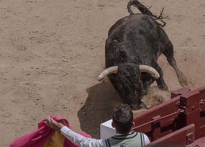 Memahami Warna  Merah pada Atraksi Torero Warna  yang 