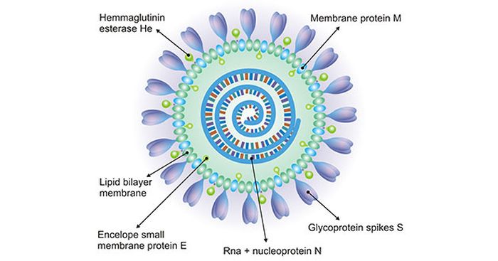 Kapsid virus tersusun dari