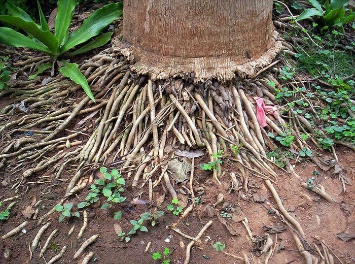  Akar Pohon Kelapa  Obat AKARKUA