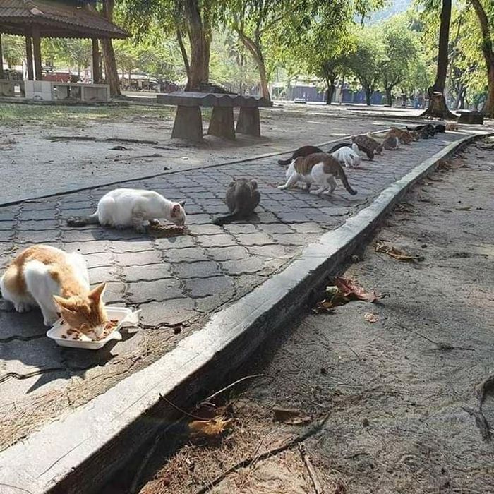 Puluhan kucing sedang menikmati makanan yang diberikan polisi