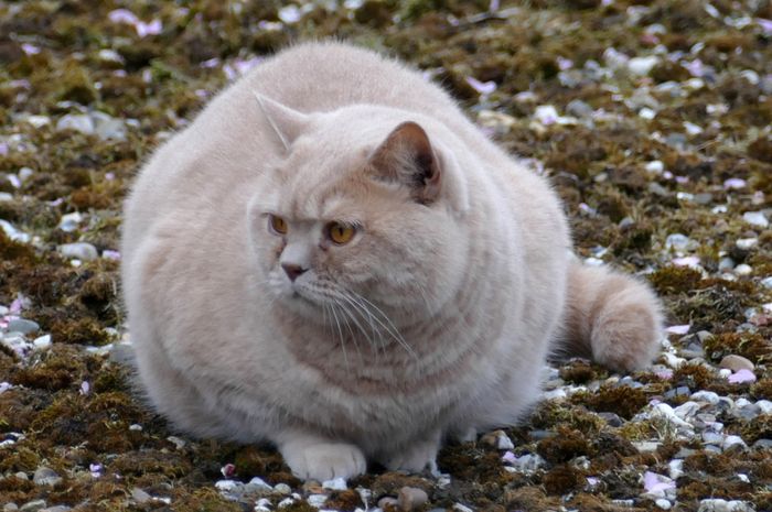 HatiHati Pilih Makanan Kucing, Ini Akibatnya Jika Salah Pilih Makanan