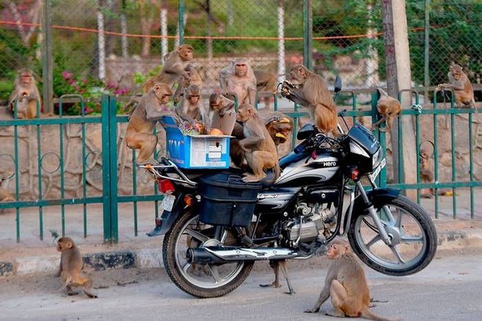 Mereka menyerbu tanaman-tanaman penting selama lockdown di India.