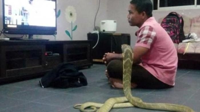 Percaya Itu Sosok Pacarnya yang Meninggal Hidup Kembali, Pria Ini Nikahi Ular Cobra Sepanjang 10 Kaki