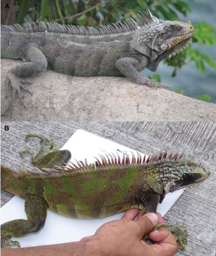 Perbandingan iguana hitam yang ditemukan di Montserrat (atas) dan Saba (bawah).