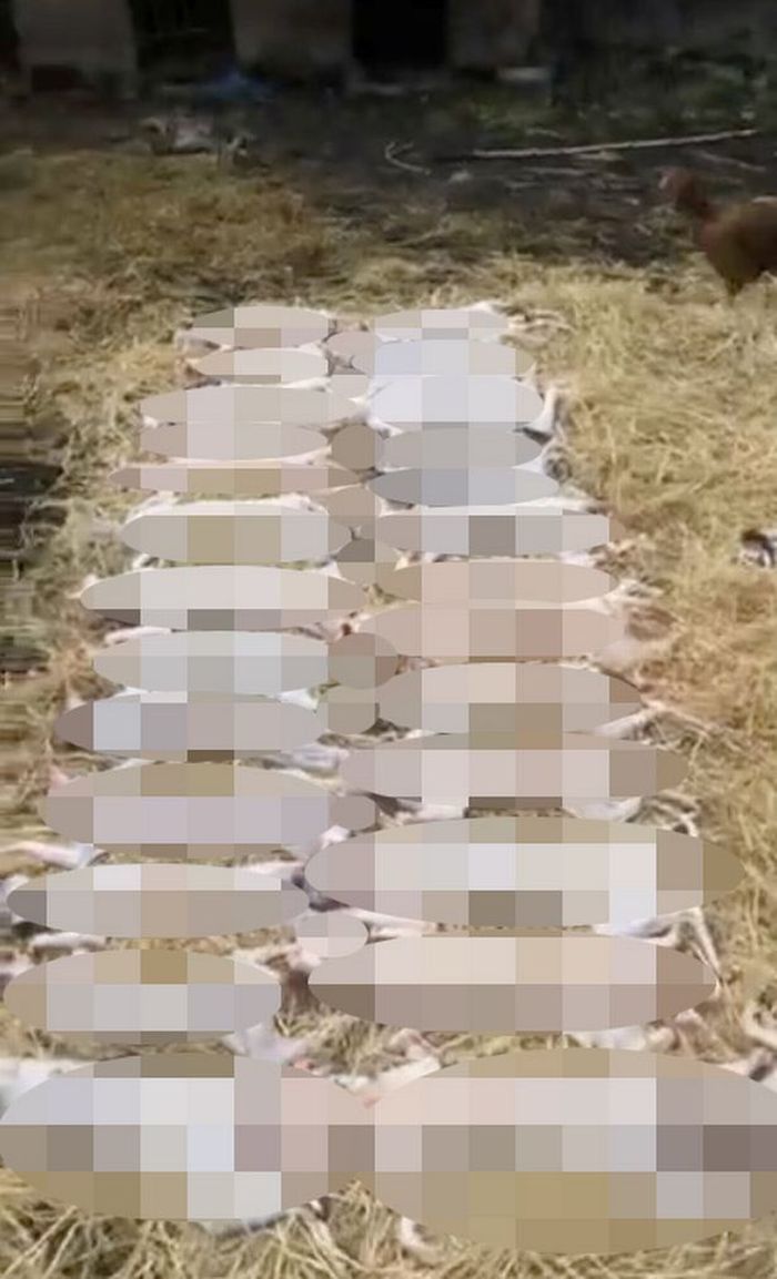 Kucing yang mati dikuliti akan dijadikan obat.