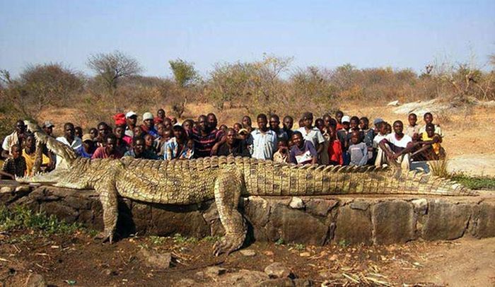 Monster Gustave, Buaya Raksasa Pemangsa 300 Manusia, Tak Pernah Bisa Dibunuh Meski Diserbut AK47