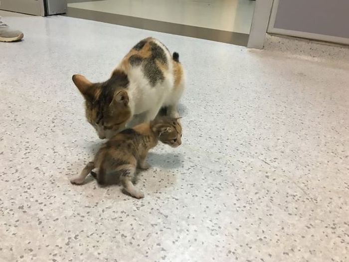 Induk kucing membawa anaknya ke rumah sakit