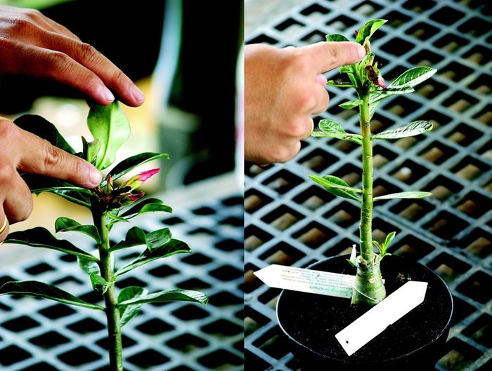 Getah Adenium Bersifat Toksik Tapi Bisa Saja Terserang Hama Penyakit Kenali 9 Jenis Perusak Tanaman Ini Semua Halaman Idea