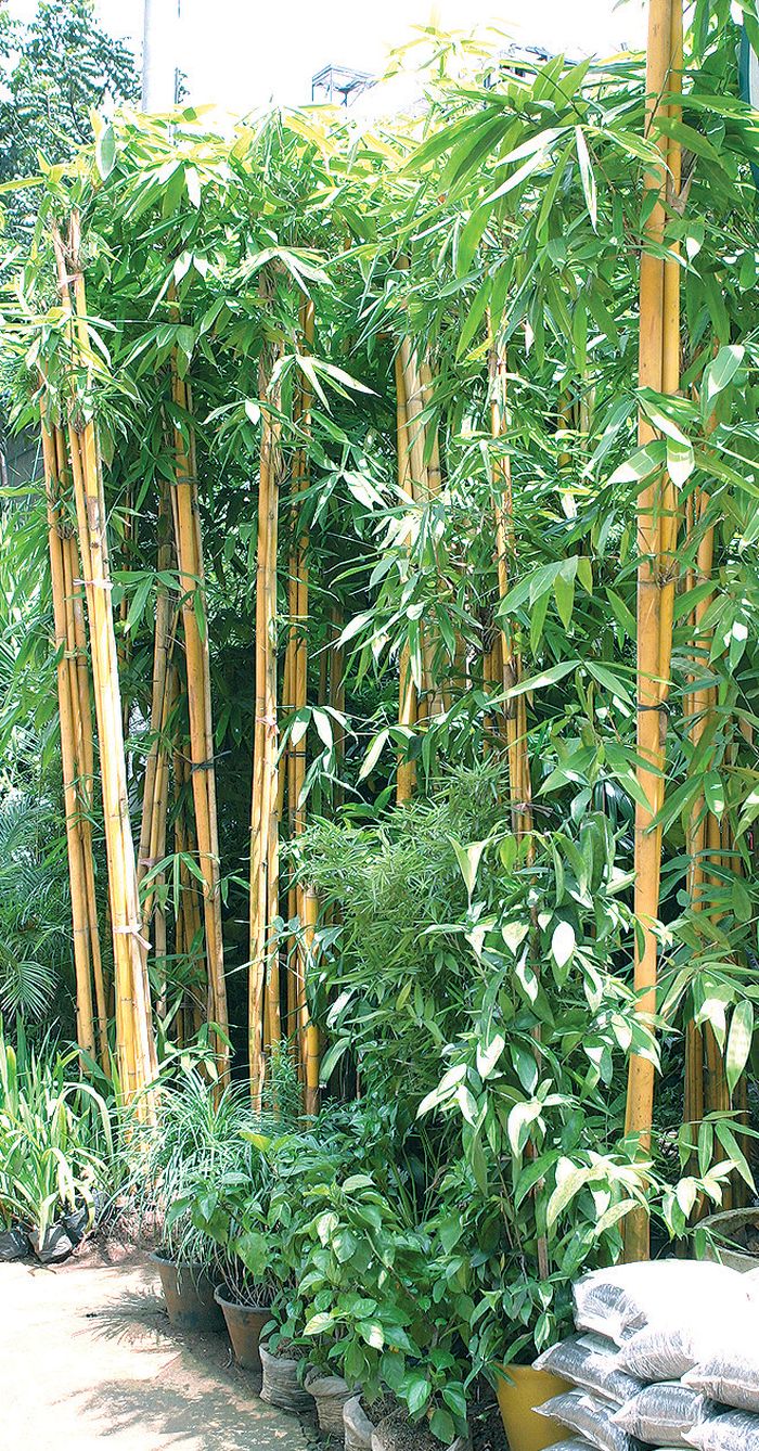 Tips Merawat Bambu Kuning Di Rumah