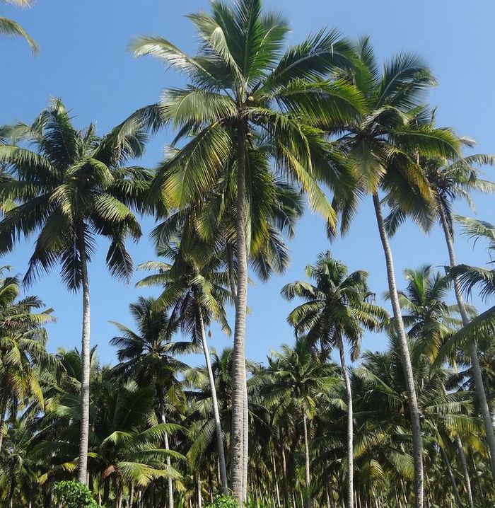 Pohon kelapa diklaim sebagai kunci status bebas virus corona di Republik Kiribati.