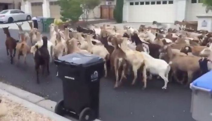 Kawanan kambing serbu perumahan warga