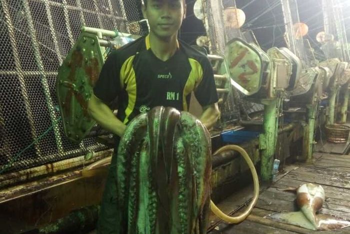 2 Tahun Jadi Budak, ABK Kapal China: Kami Dipaksa Makan Babi dan Dipanggil Laowei yang Artinya Orang Rendahan 8 Yuli saat menjadi ABK , memperlihatkan cumi cumi sebesar 80 kilogram hasil tangkapan di perairan Peru