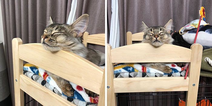 Gemas! Kucing-Kucing Ini Gunakan Tempat Tidur Boneka untuk Beristirahat