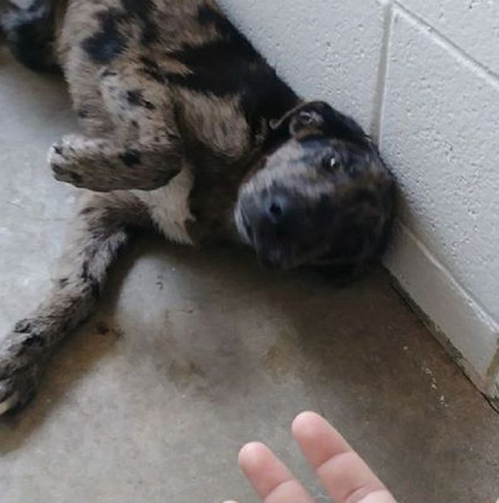 Anjing itu masih nampak sedih