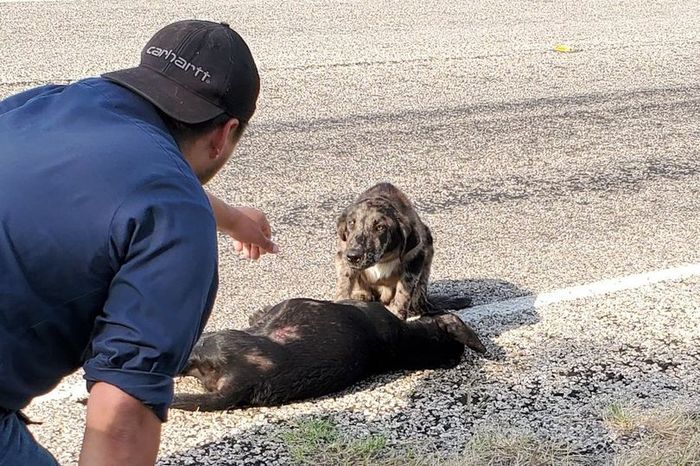 Seekor anjing menunggui saudaranya yang telah mati