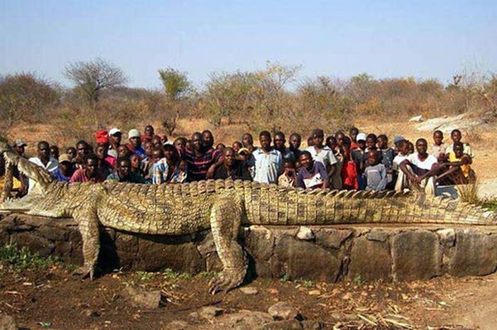 Telan 300 Manusia, Inilah Buaya Legendaris di Seluruh Afrika yang Tak Pernah Bisa Ditangkap, Bahkan Senjata AK47 Tak Mampu Menembus Kulitnya