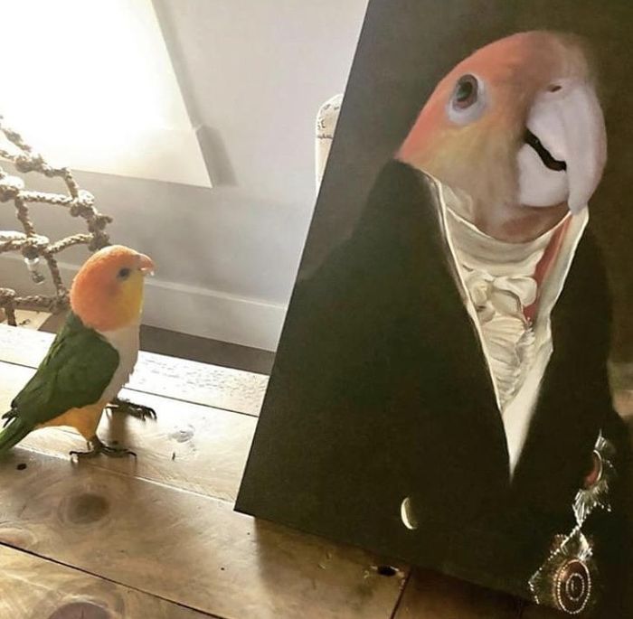 Burung bahagia