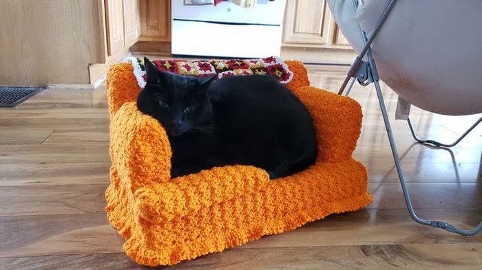 Senangnya jadi kucing