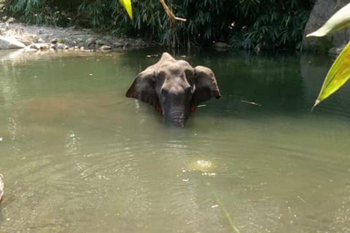 Malang Gajah Hamil Ini Mati Setelah Makan Nanas Berisi Petasan National Geographic