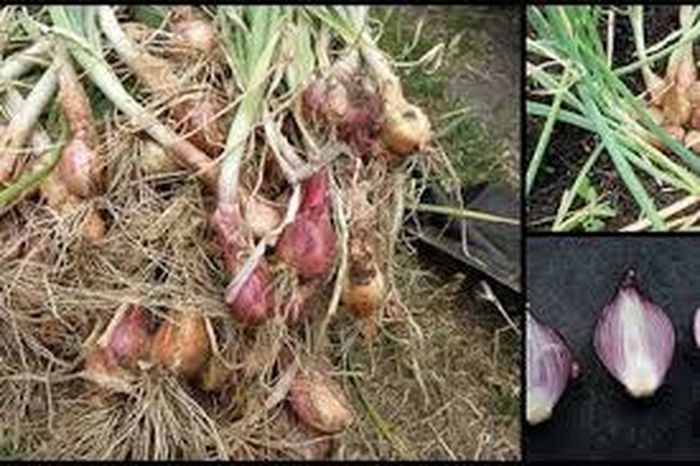 Tanpa Perlu Perawatan Khusus, Sisa Sayuran di Dapur Ini Sangat Mudah