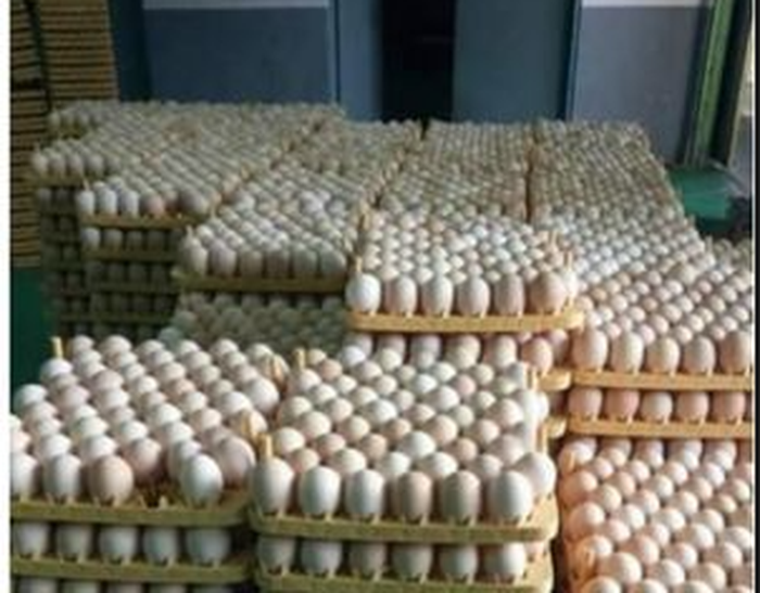 Contoh telur ayam infertil