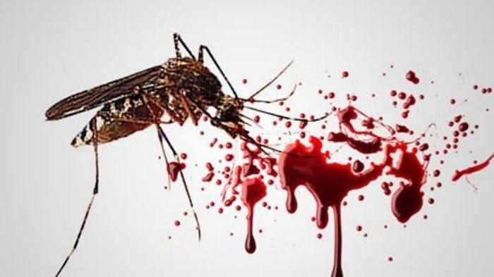 Virus DBD Mengintai di Tengah Pandemi Covid-19, Simak Cara Jitu Tangkal Nyamuk Masuk Rumah Ini Deh!